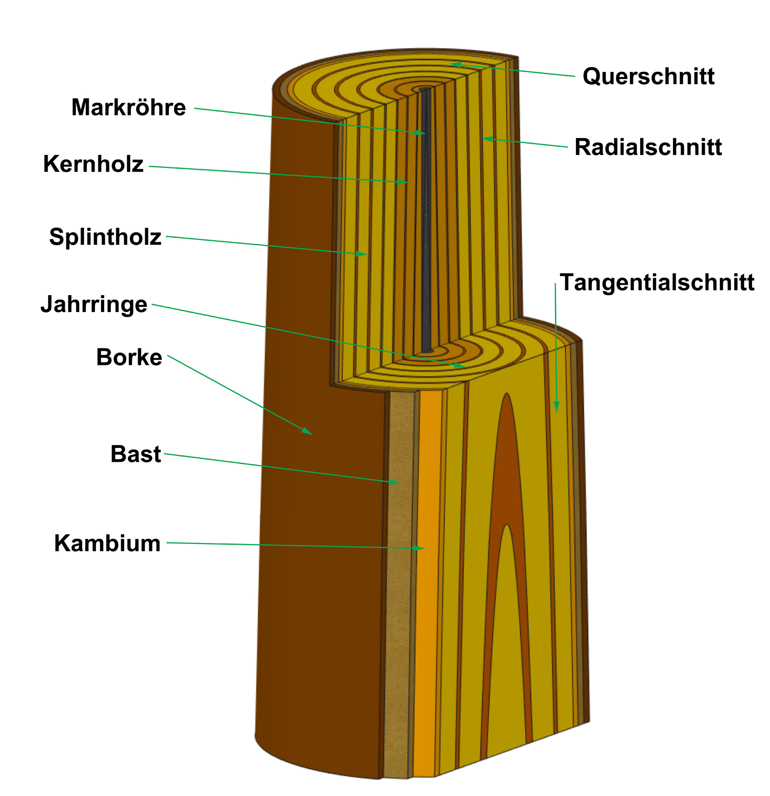 Stammaufbau - Das moderne Haus